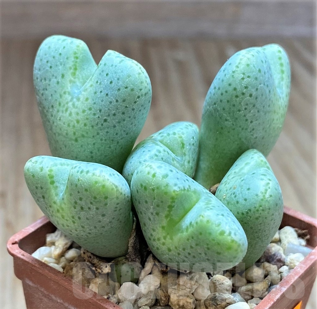 SHPR41924 Conophytum ernianum
