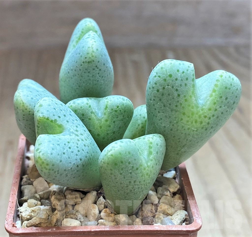 SHPR41924 Conophytum ernianum - Obrázek 2