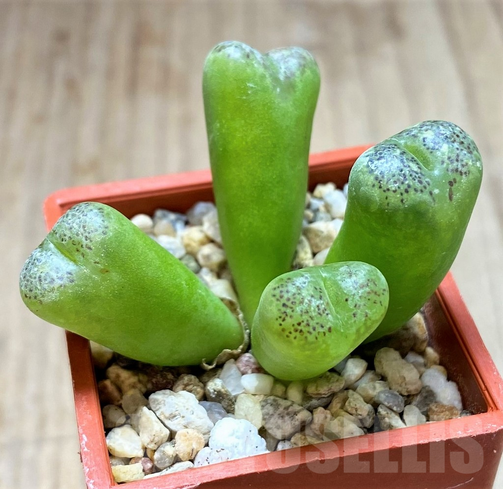 SHPR41925 Conophytum pellucidum 'Elegans' LAV26802 -Okiep-