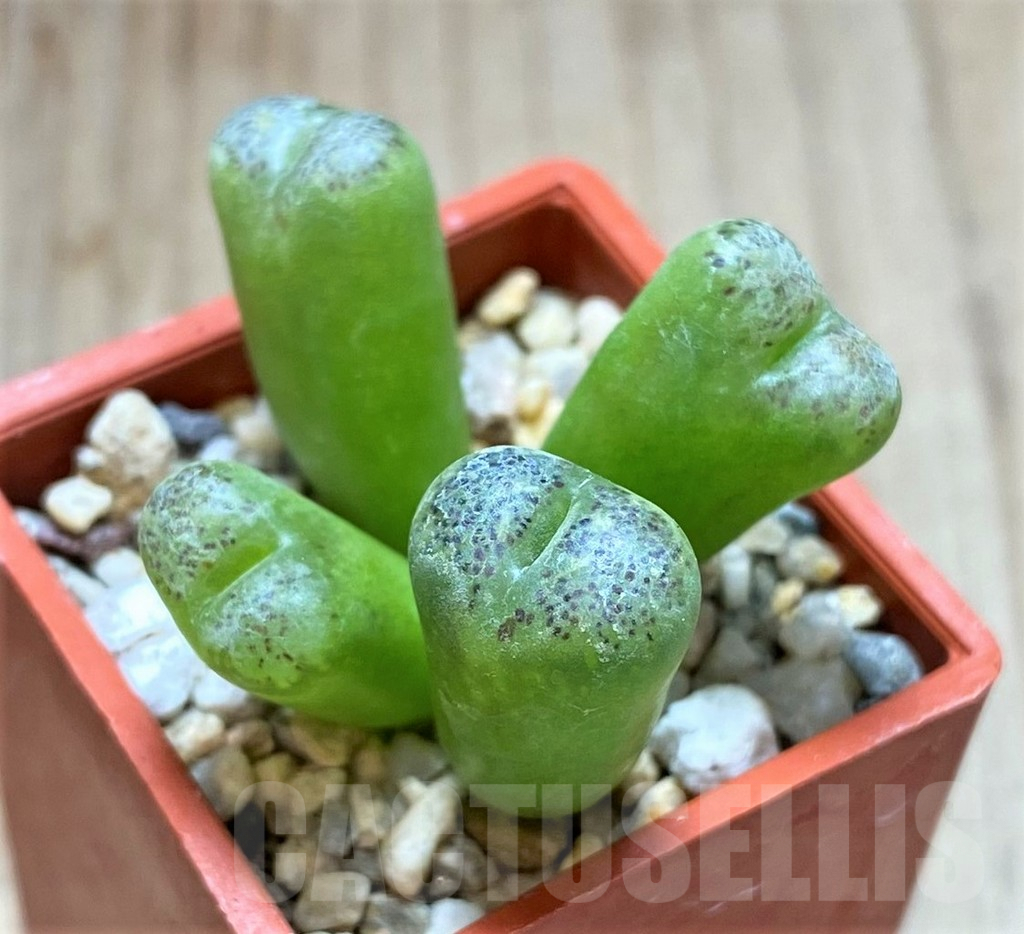SHPR41925 Conophytum pellucidum 'Elegans' LAV26802 -Okiep- - Image 2
