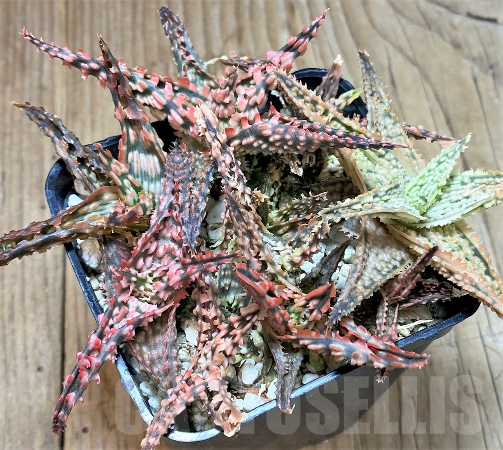 SHPR41865 Aloe TCT hybrid mix - Imagen 2