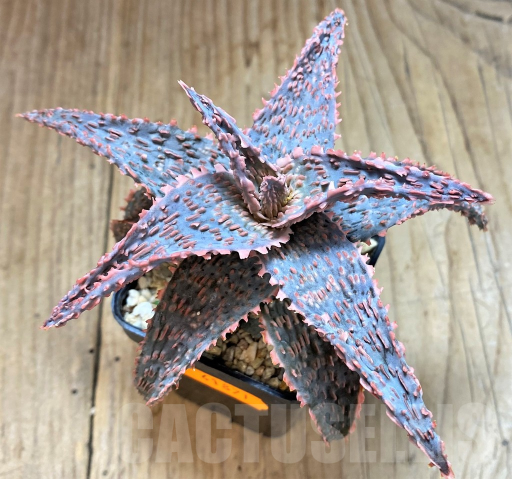 SHPR41871 Aloe 'Green Sand' - Imagen 2