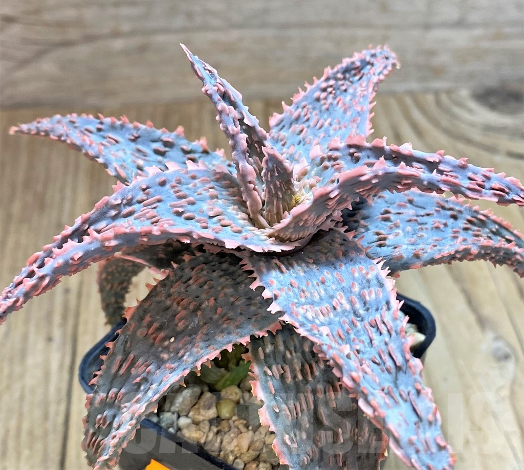 SHPR41871 Aloe 'Green Sand'