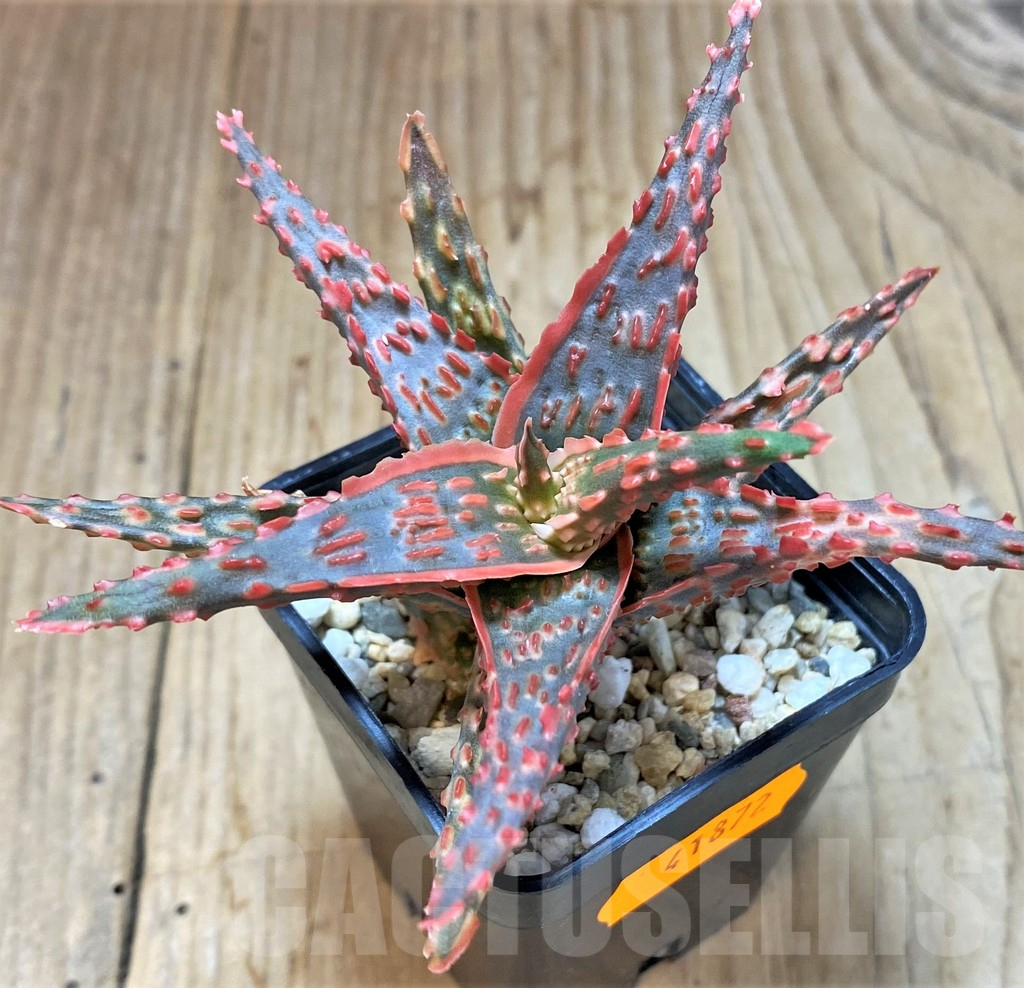 SHPR41872 Aloe TCT hybrid - Image 3