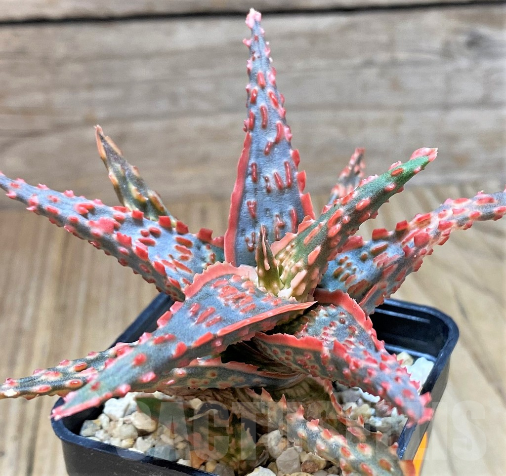 SHPR41872 Aloe TCT hybrid - Image 2
