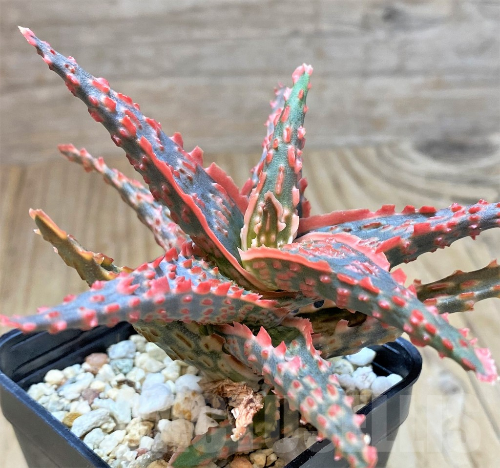 SHPR41872 Aloe TCT hybrid