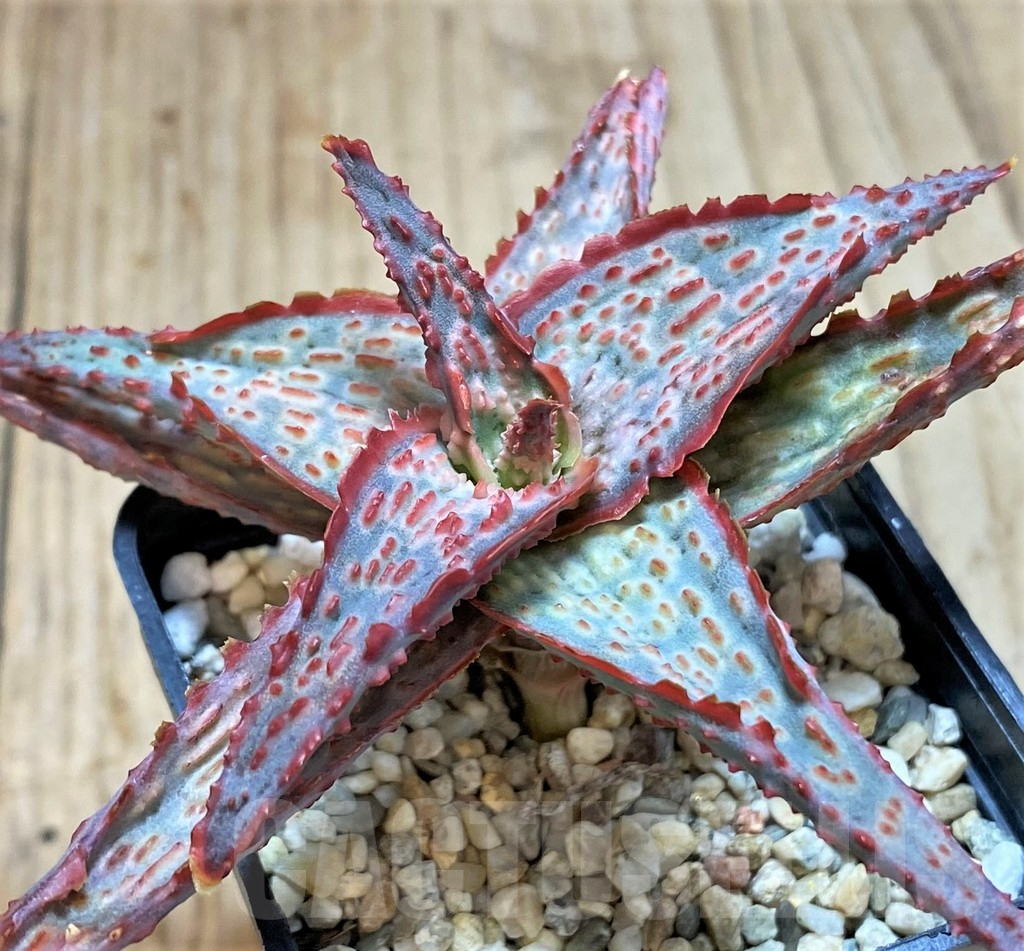 SHPR41873 Aloe hybrid - immagine 2