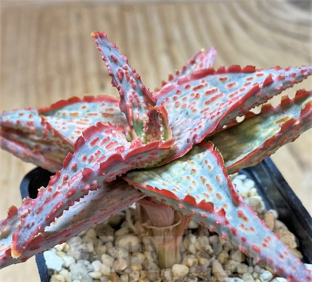 SHPR41873 Aloe hybrid