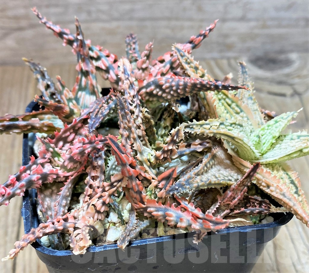 SHPR41865 Aloe TCT hybrid mix