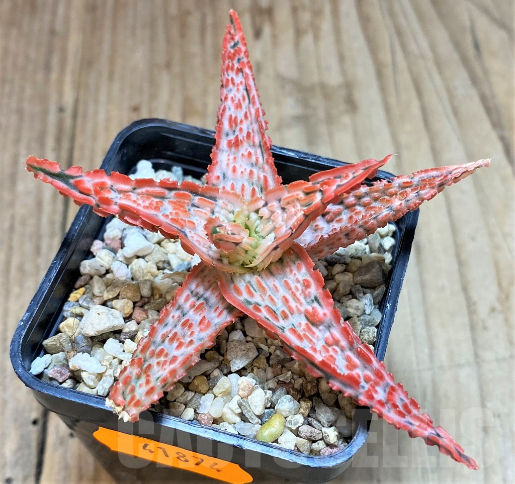 SHPR41874 Aloe TCT hybrid - immagine 2