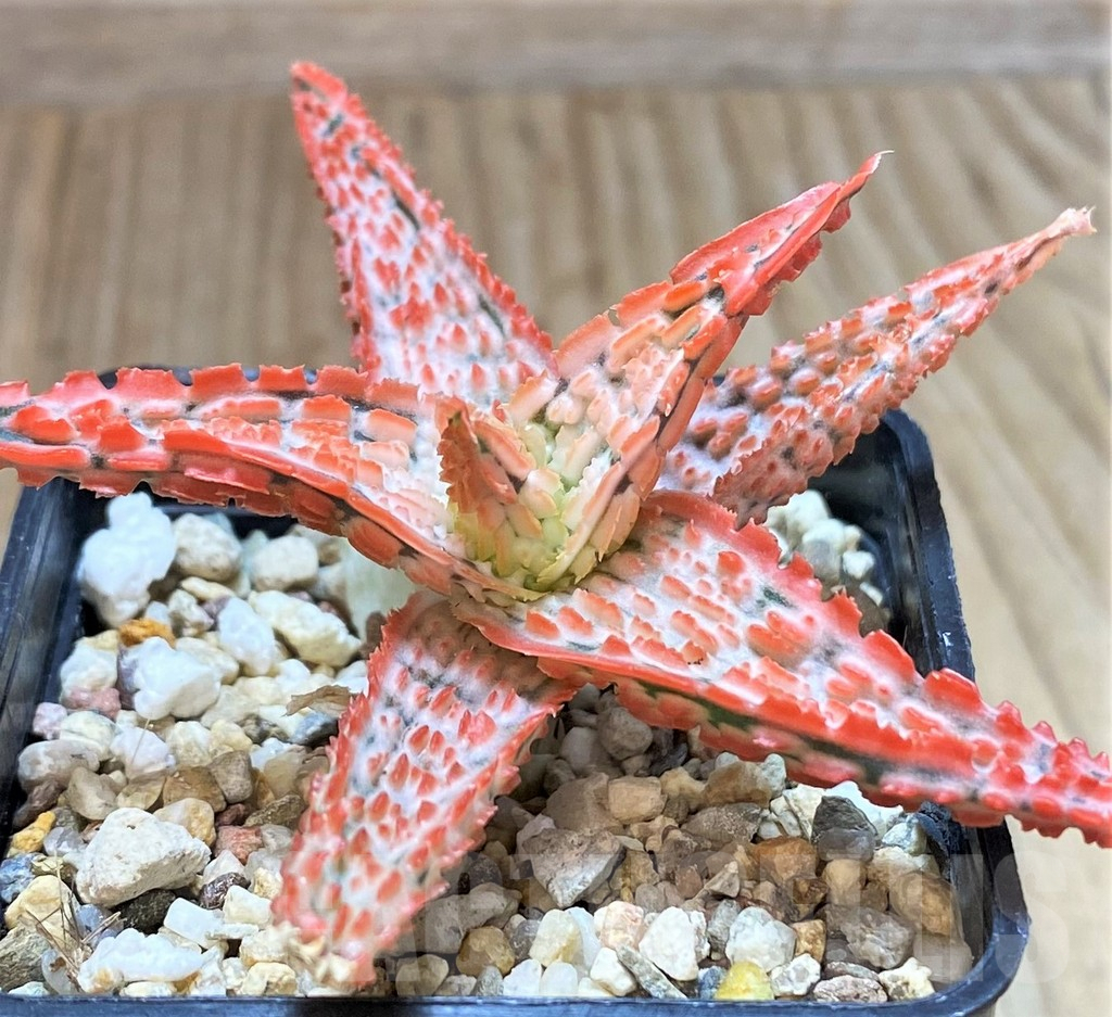 SHPR41874 Aloe TCT hybrid - immagine 3