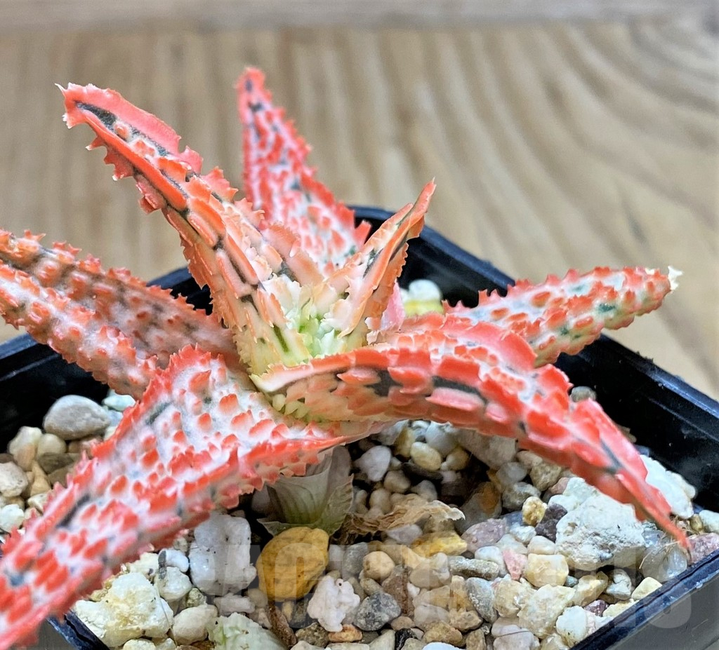 SHPR41874 Aloe TCT hybrid