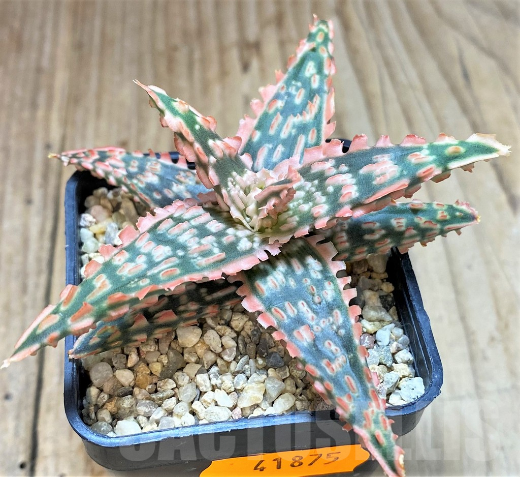 SHPR41875 Aloe TCT hybrid - immagine 2