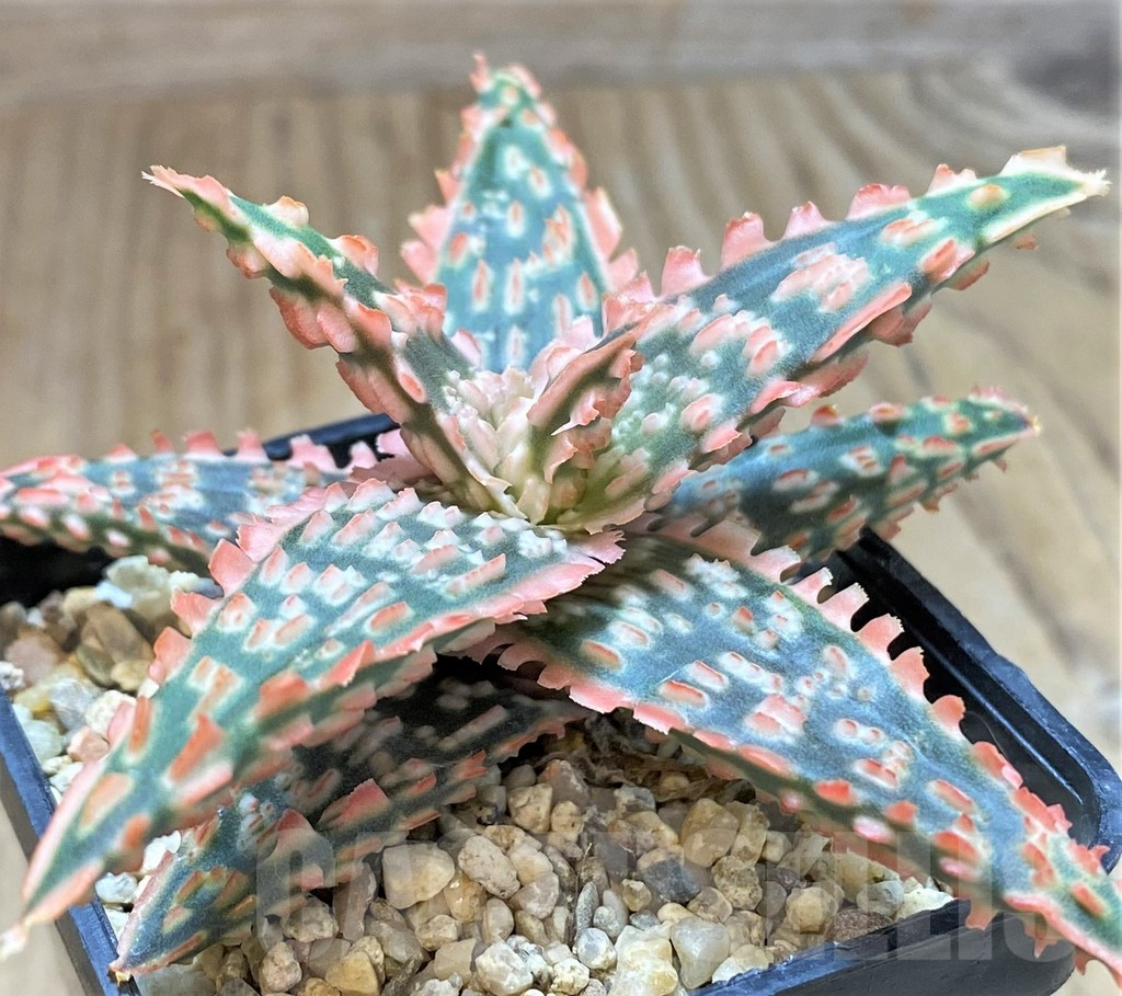 SHPR41875 Aloe TCT hybrid