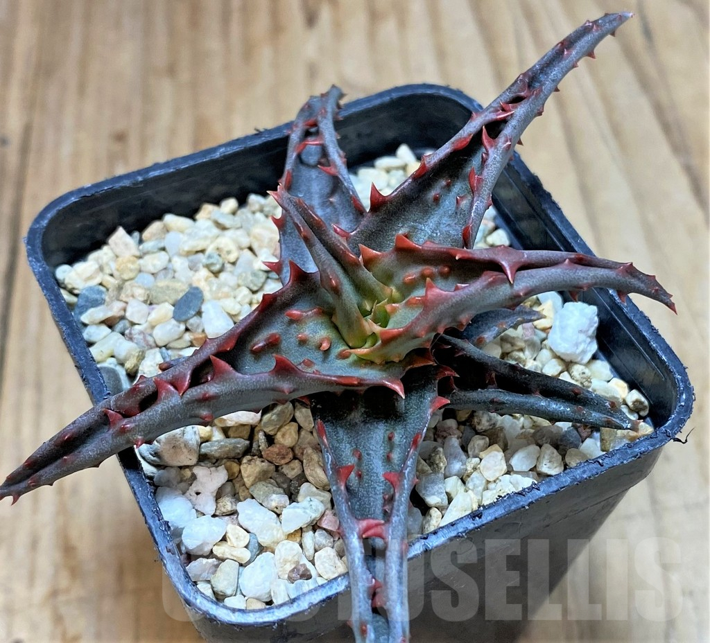 SHPR41876 Aloe castilloniae hybrid - immagine 2