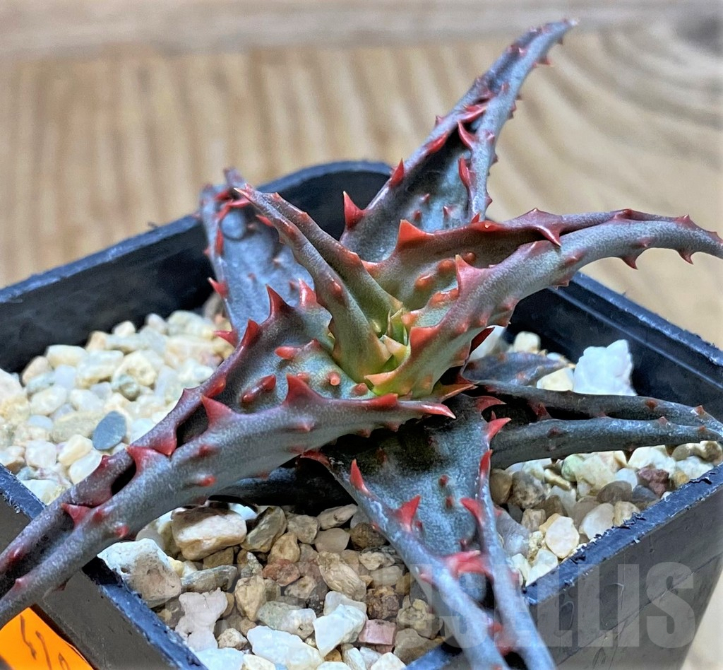 SHPR41876 Aloe castilloniae hybrid