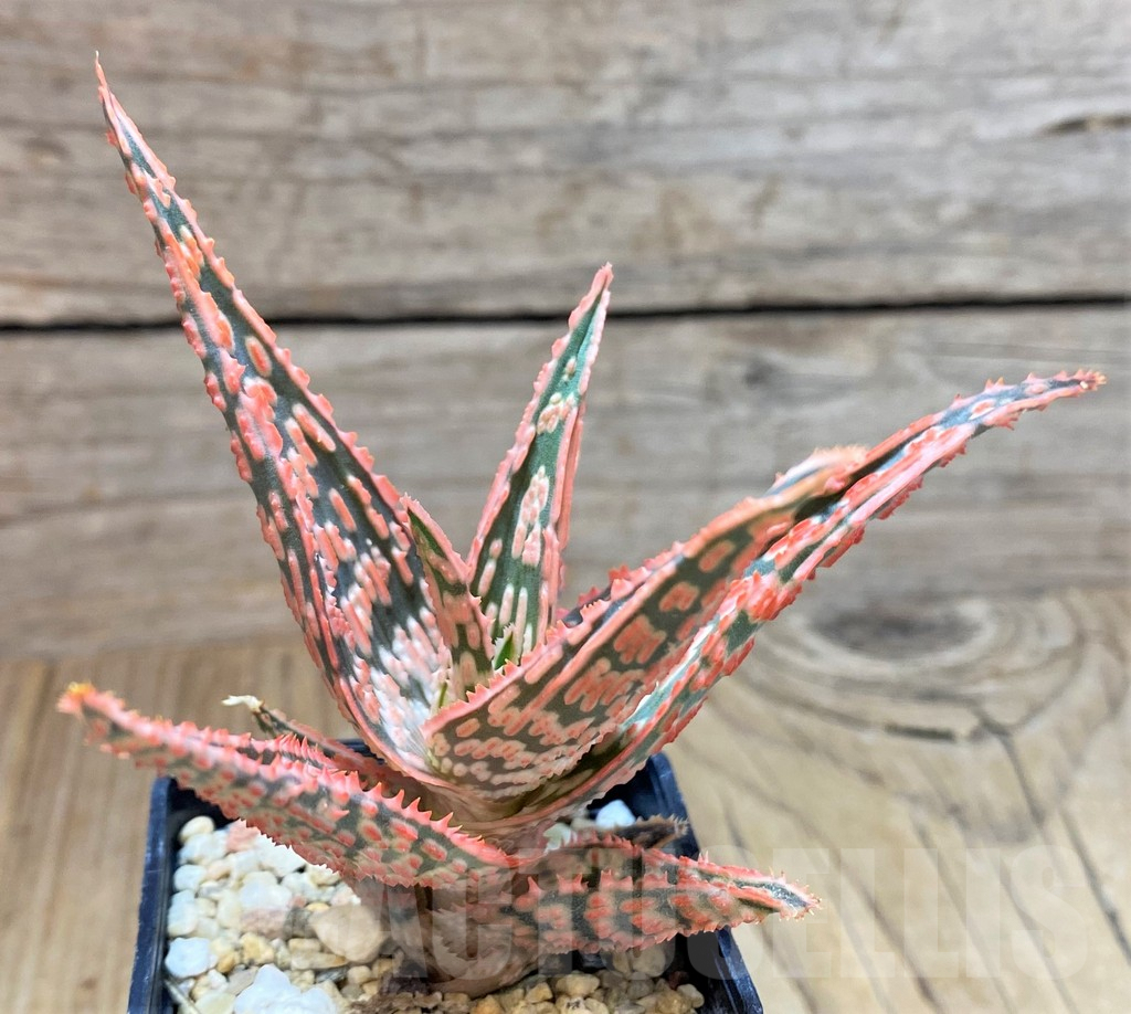 SHPR41877 Aloe TCT hybrid