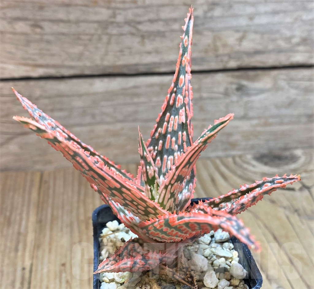 SHPR41877 Aloe TCT hybrid - Obrázek 2