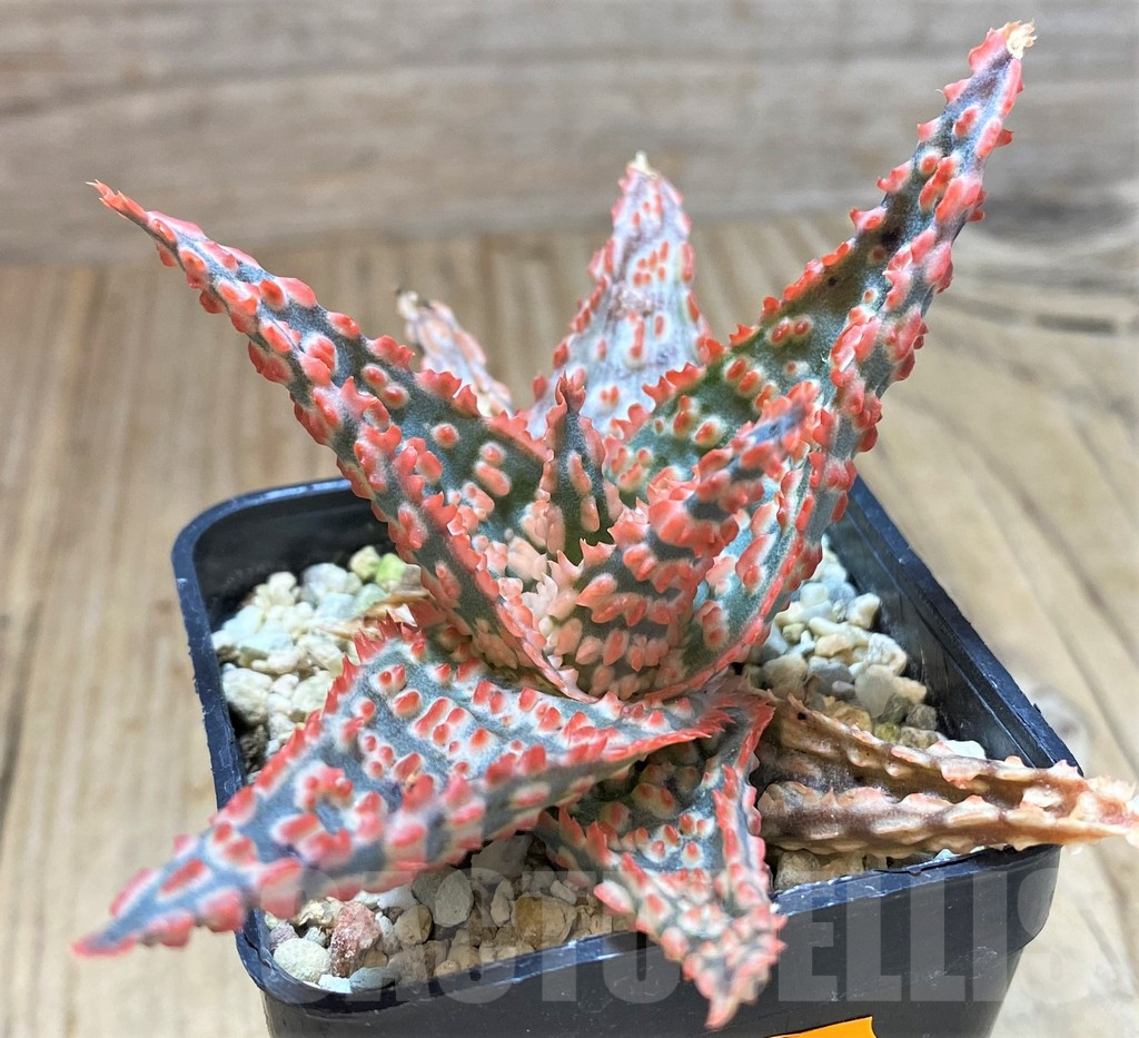 SHPR41878 Aloe TCT hybrid
