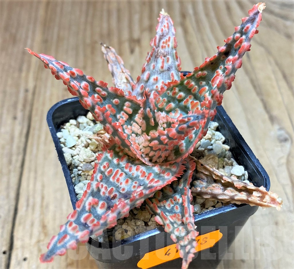 SHPR41878 Aloe TCT hybrid - Зображення 2