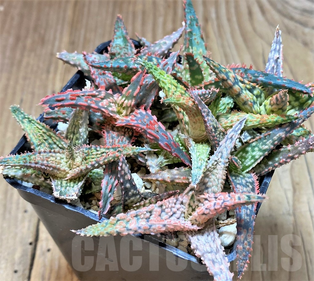 SHPR41866 Aloe TCT hybrid mix