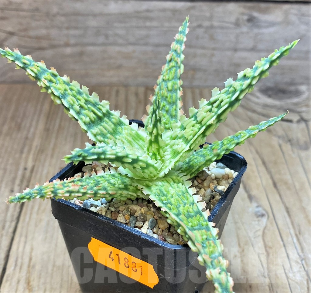 SHPR41881 Aloe TCT hybrid