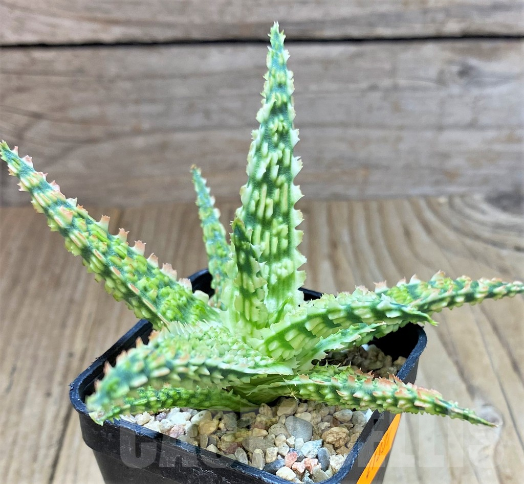 SHPR41881 Aloe TCT hybrid - Image 2