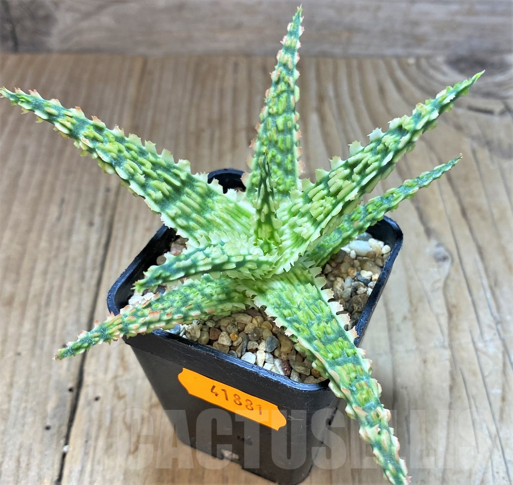 SHPR41881 Aloe TCT hybrid - Image 3