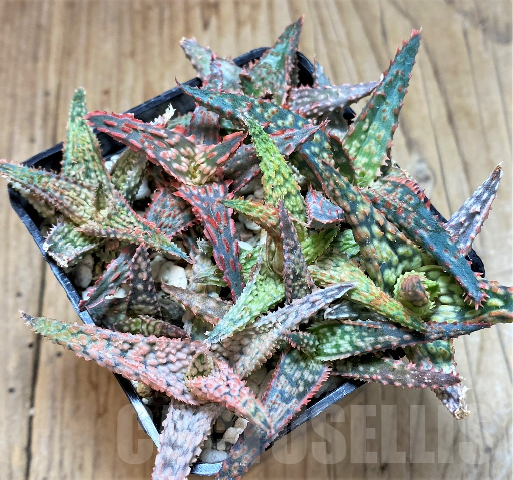 SHPR41866 Aloe TCT hybrid mix - Зображення 2