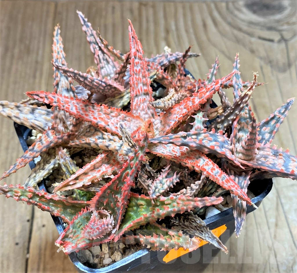 SHPR41867 Aloe TCT hybrid mix - Imagen 2