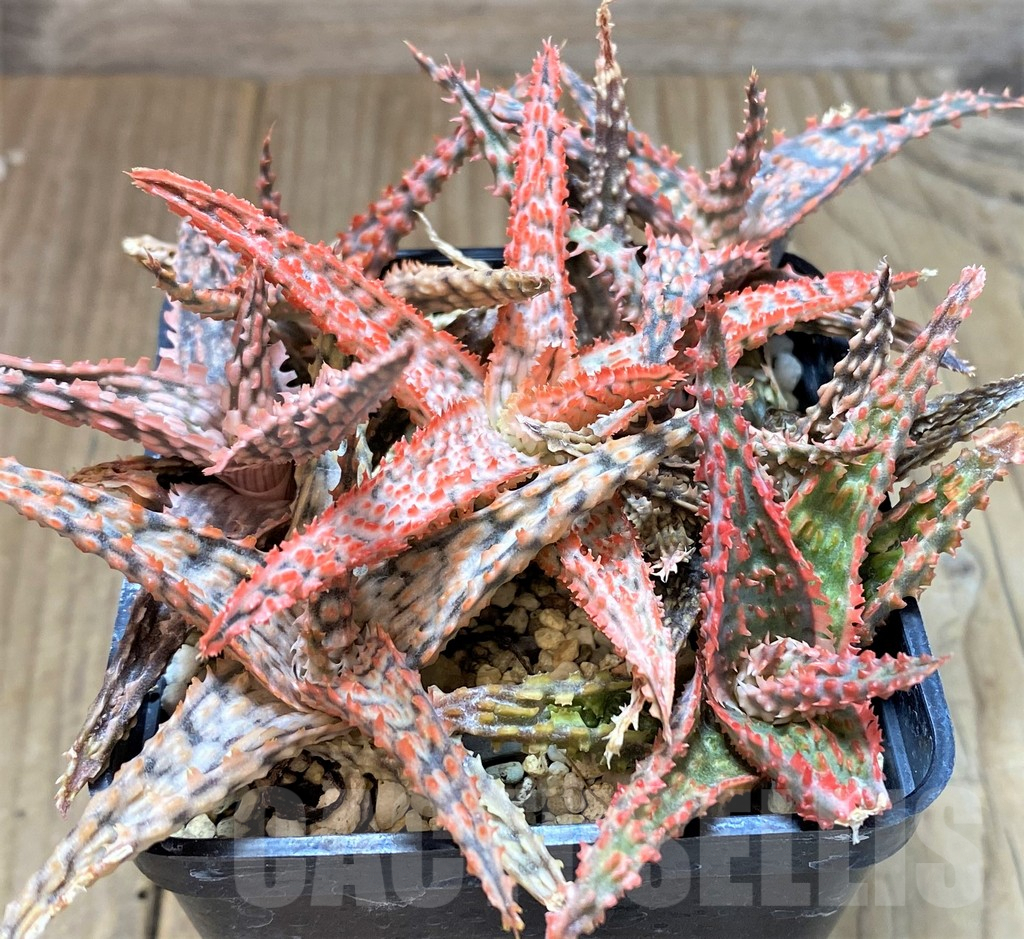 SHPR41867 Aloe TCT hybrid mix