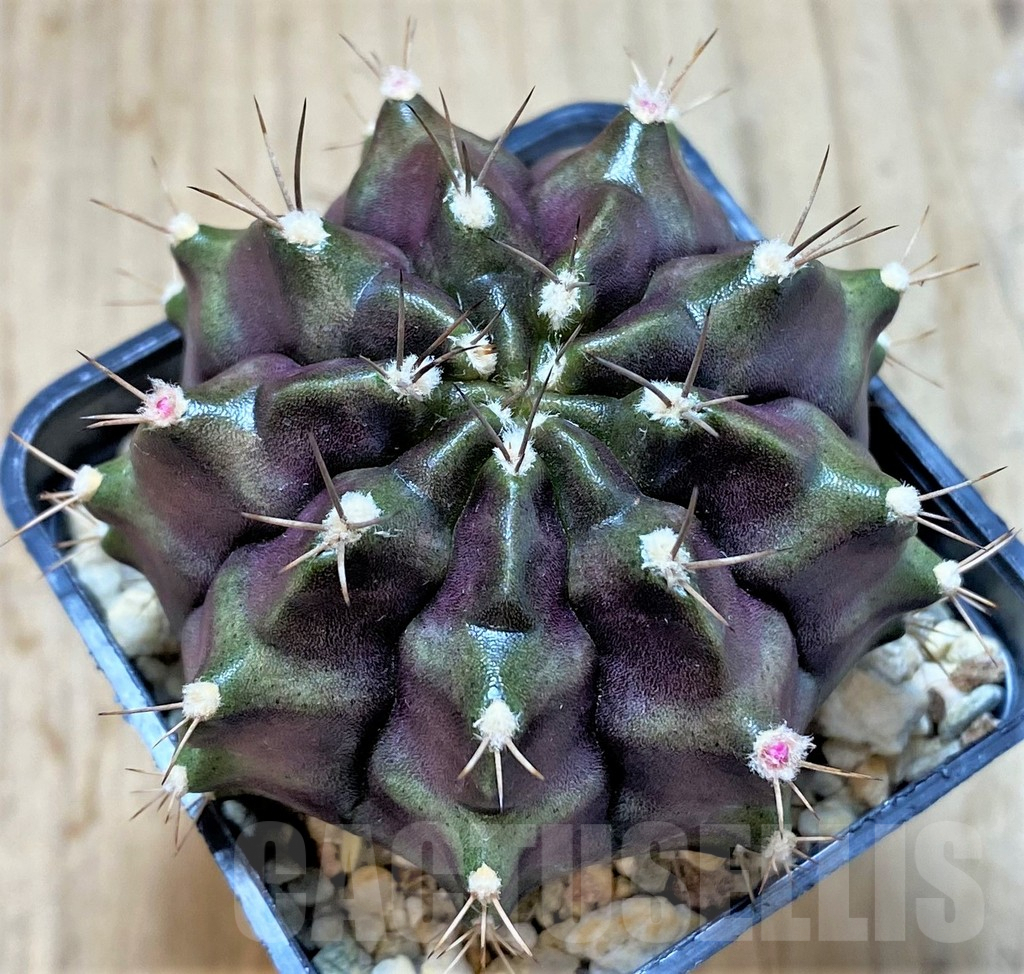 SHPR27399 Gymnocalycium mihanovichii ‘Black Green’