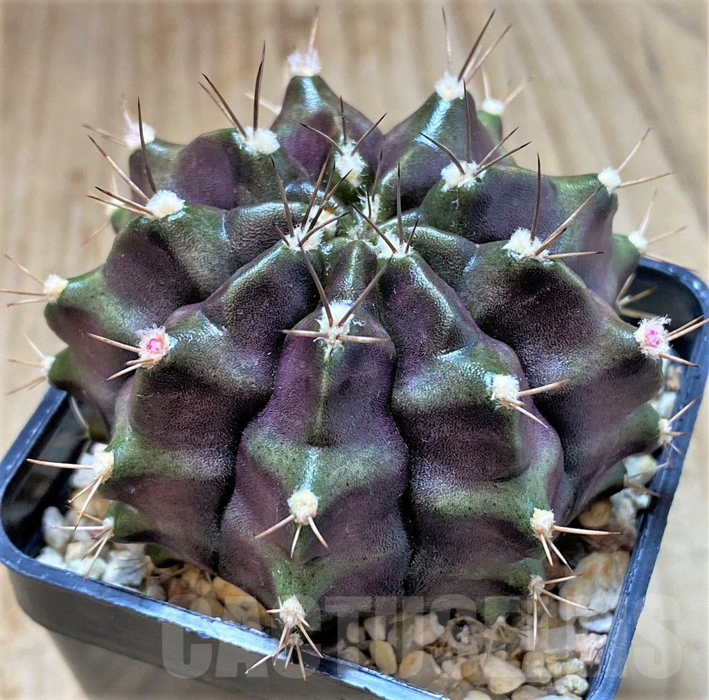 SHPR27399 Gymnocalycium mihanovichii ‘Black Green’ - Obrázek 2