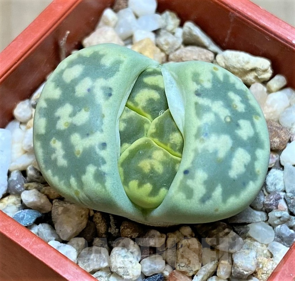 SHPR42079 Lithops bella 'Green vermilion'