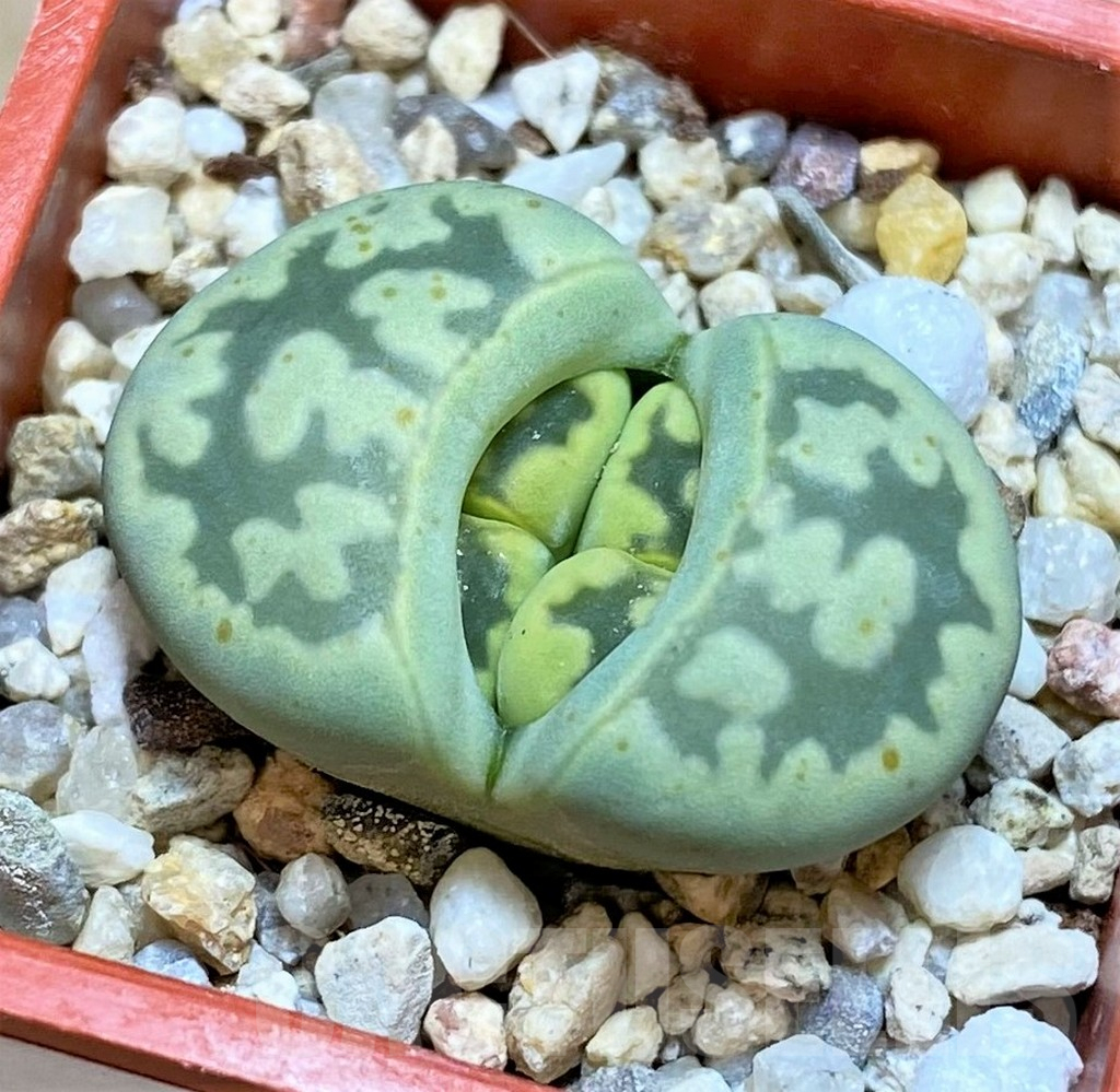 SHPR42080 Lithops bella 'Green vermilion'