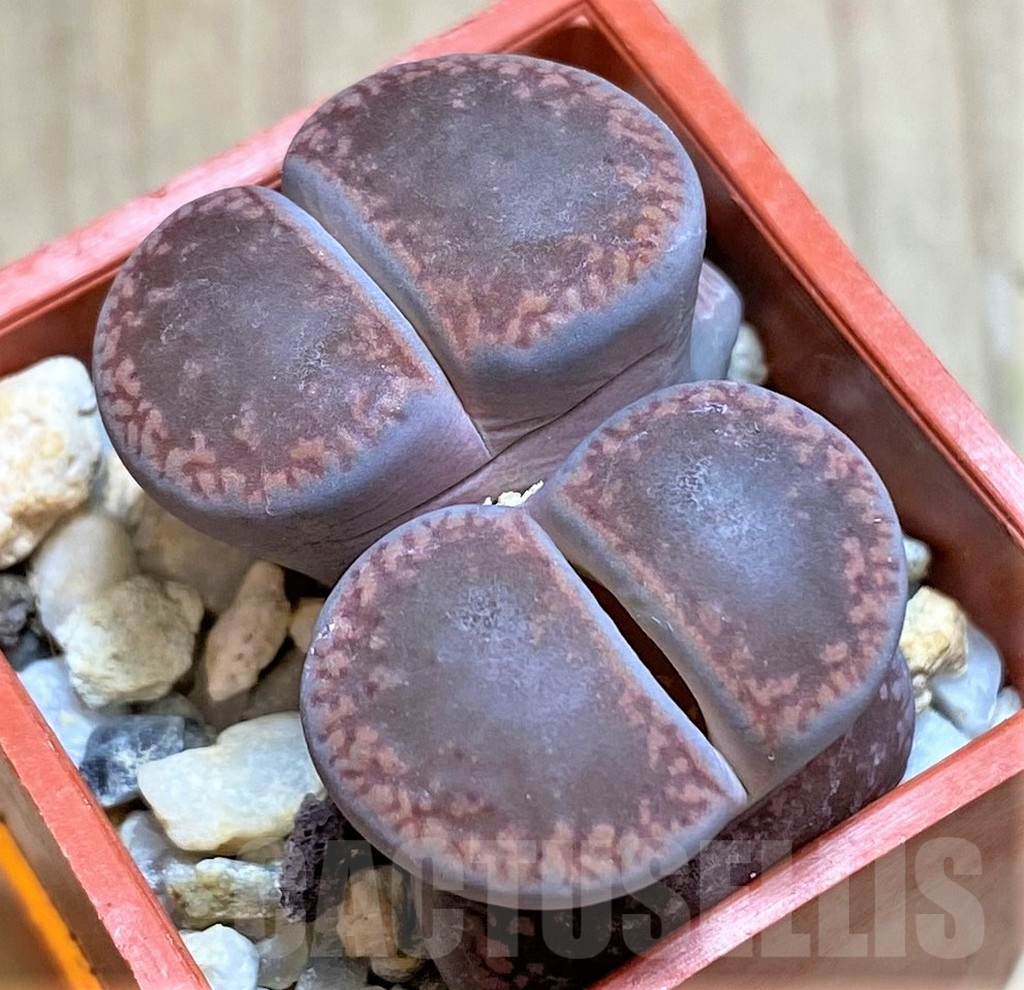 SHPR42081 Lithops aucampiae 'Rubrobrunneus'