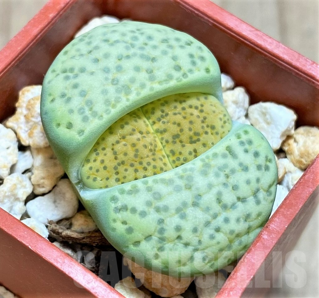 SHPR42083 Lithops fulviceps var aurea C363