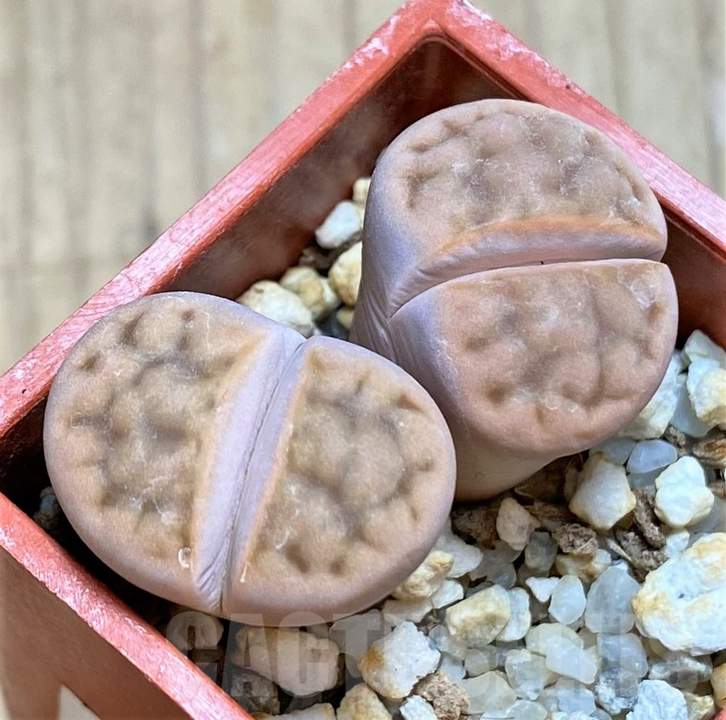 SHPR42085 Lithops karasmontana var. summitatum