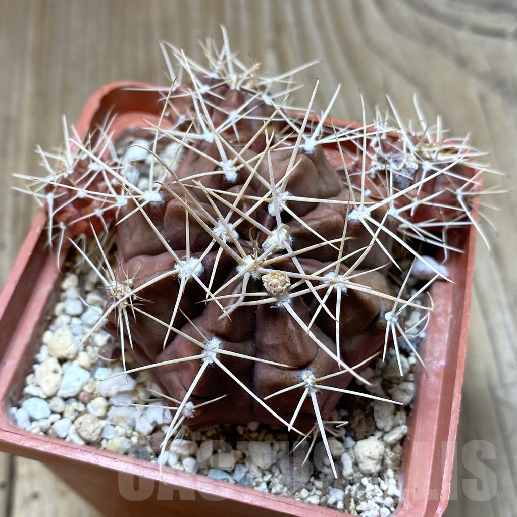SHPR41960 Gymnocalycium chiquitanum, old 10 years