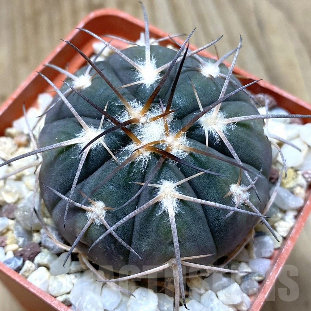 SHPR41961 Gymnocalycium spegazzinii TOM 80/1