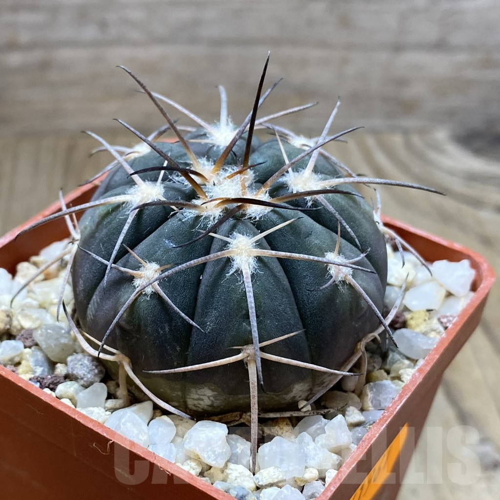 SHPR41961 Gymnocalycium spegazzinii TOM 80/1 - Image 2