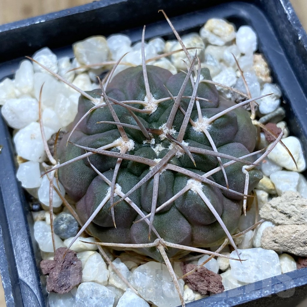 SHPR41964 Gymnocalycium rhodantherum