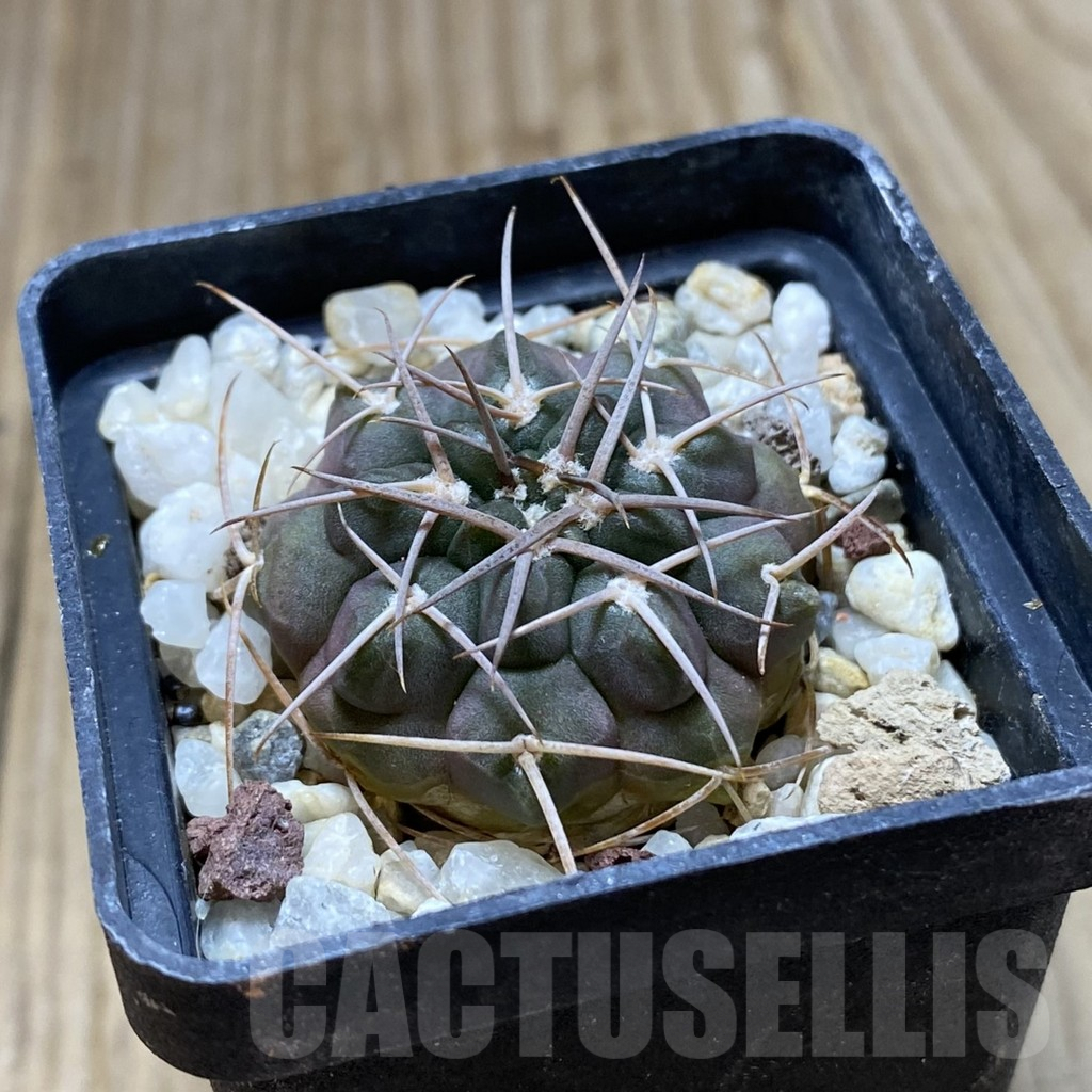 SHPR41964 Gymnocalycium rhodantherum - Obrázek 2