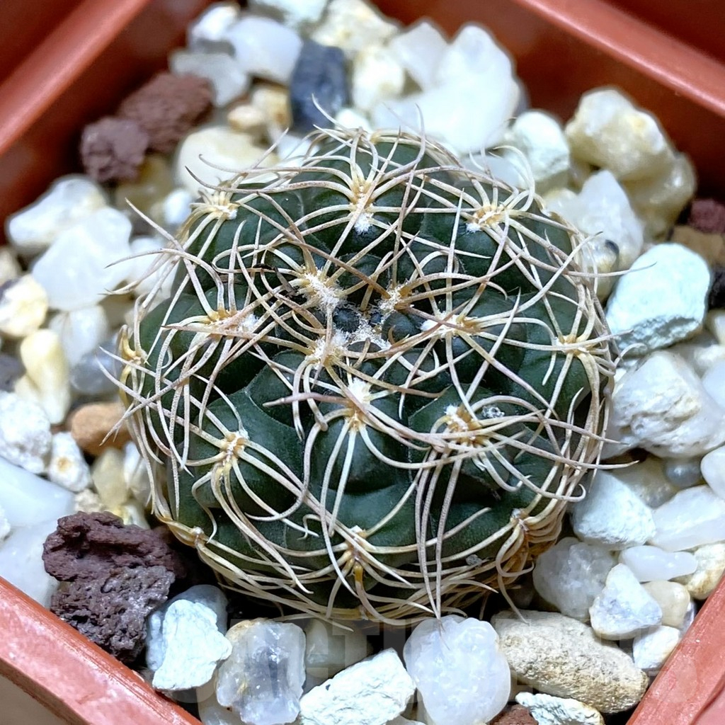 SHPR41965 Gymnocalycium capillaense