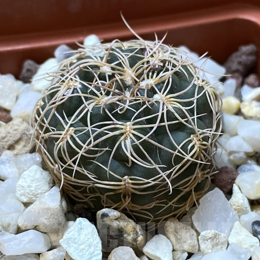 SHPR41965 Gymnocalycium capillaense - 画像 (2)