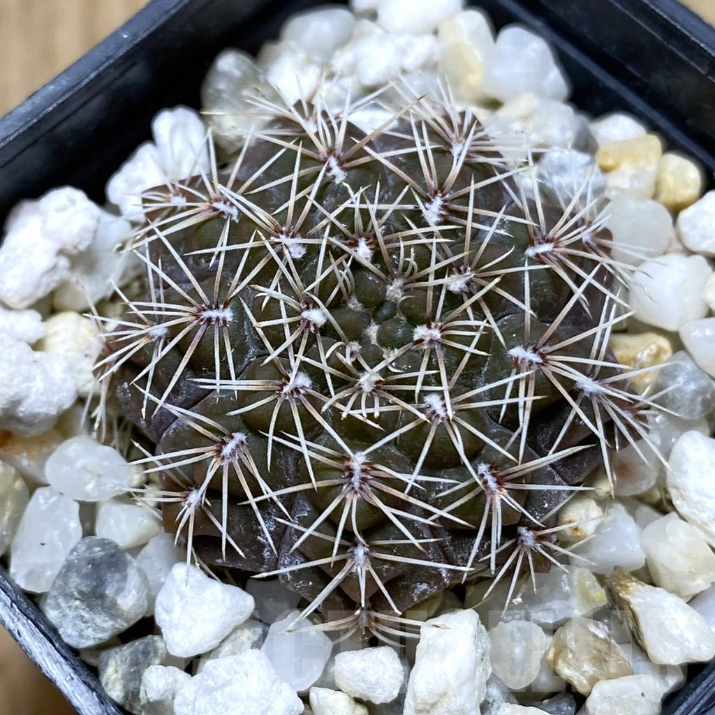 SHPR41967 Gymnocalycium stellatum
