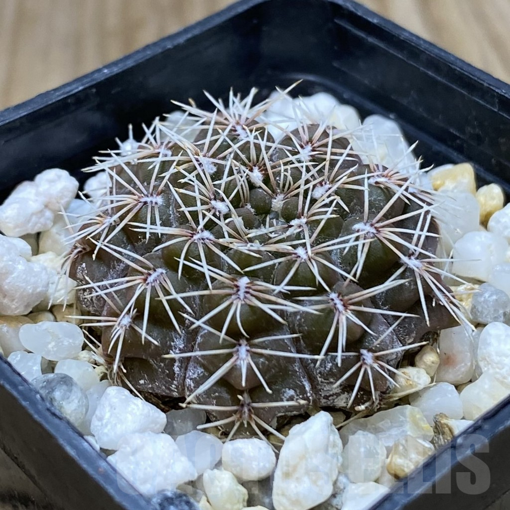 SHPR41967 Gymnocalycium stellatum – Bild 2