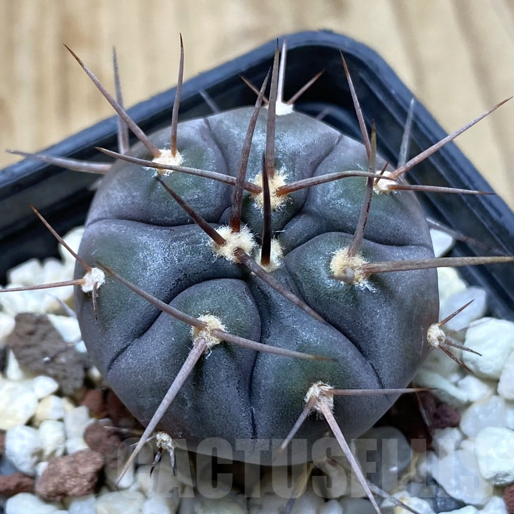 SHPR41970 Gymnocalycium castellanosii v. bozsingianum P 205