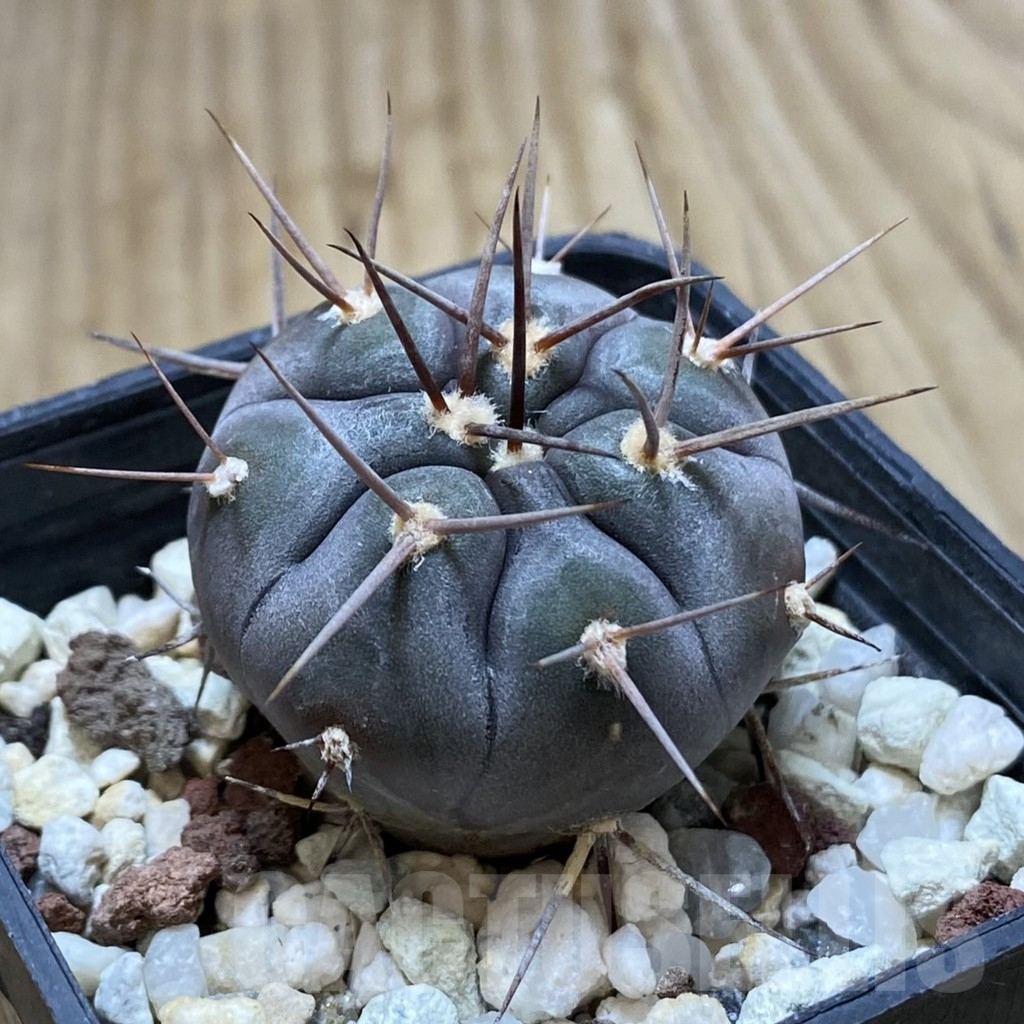 SHPR41970 Gymnocalycium castellanosii v. bozsingianum P 205 - immagine 2
