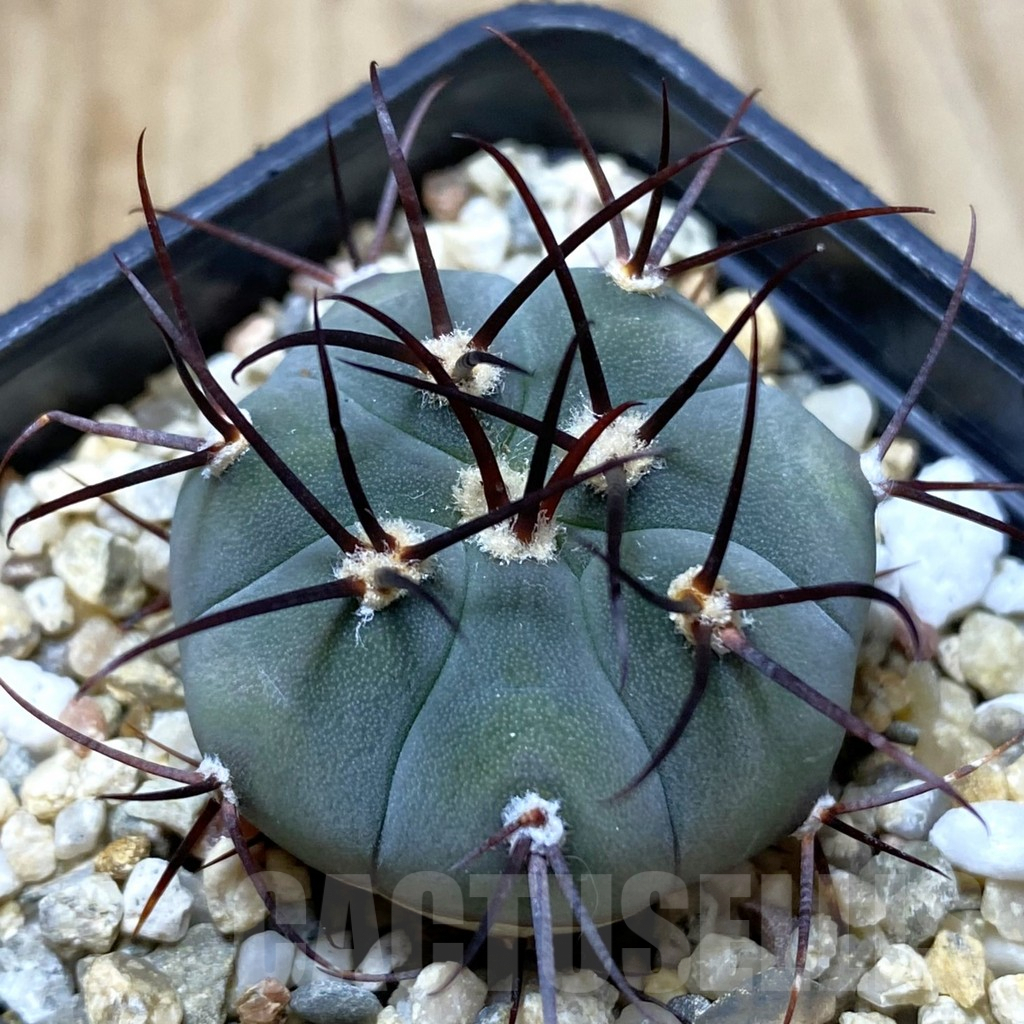SHPR41971 Gymnocalycium cabreraense VOS 2122